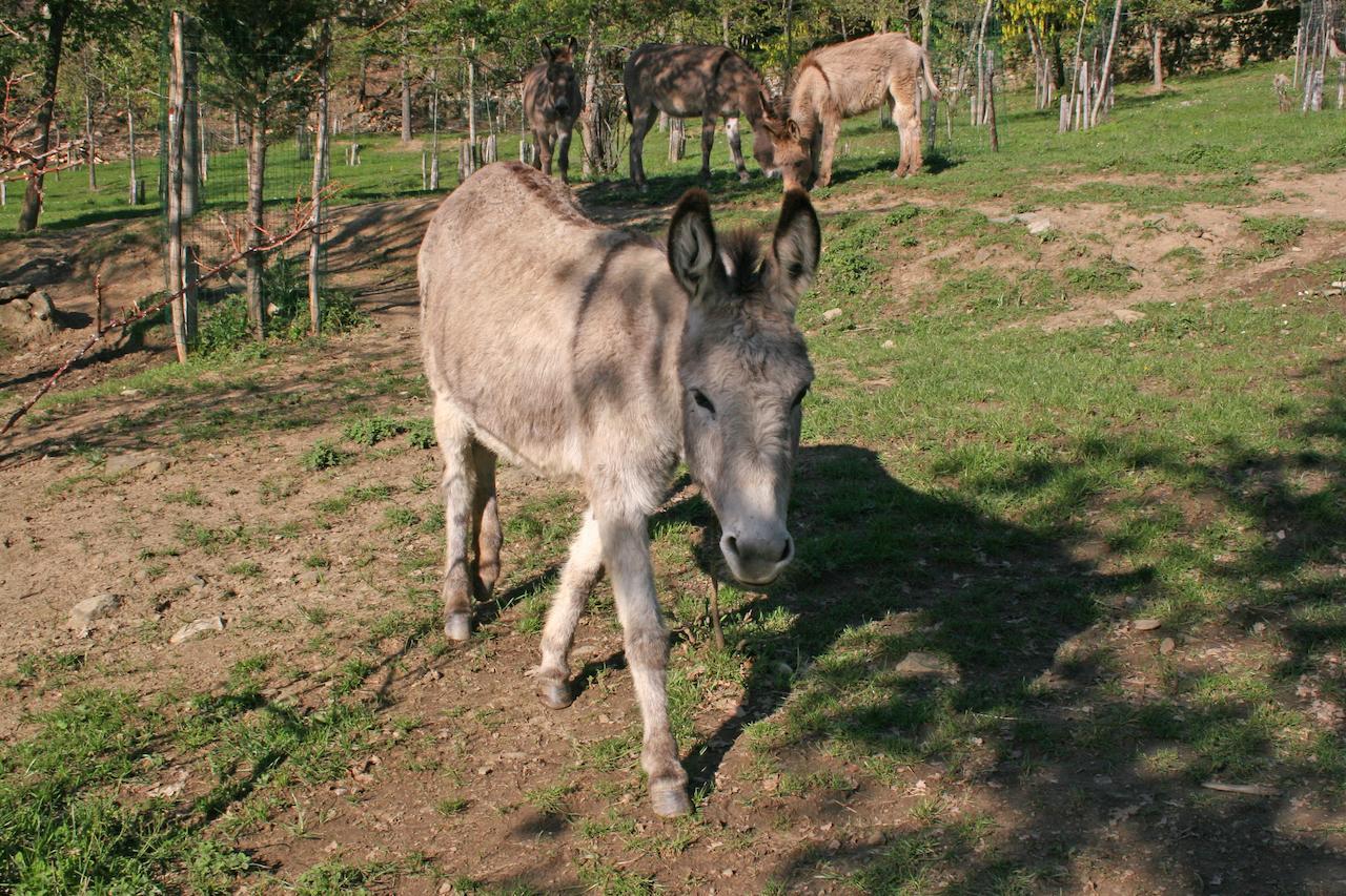 Willa Podere Pian De' Cortini Serravalle  Zewnętrze zdjęcie